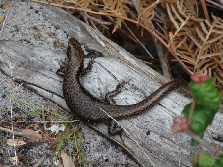 Cunningham's Stachelskink